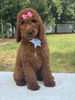 Camille- F1b Standard, a female Goldendoodle for sale in Frostproof, FL – 3 of 10