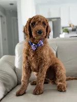 Milan- F1b standard , a male Goldendoodle for sale in Frostproof, FL – 2 of 10