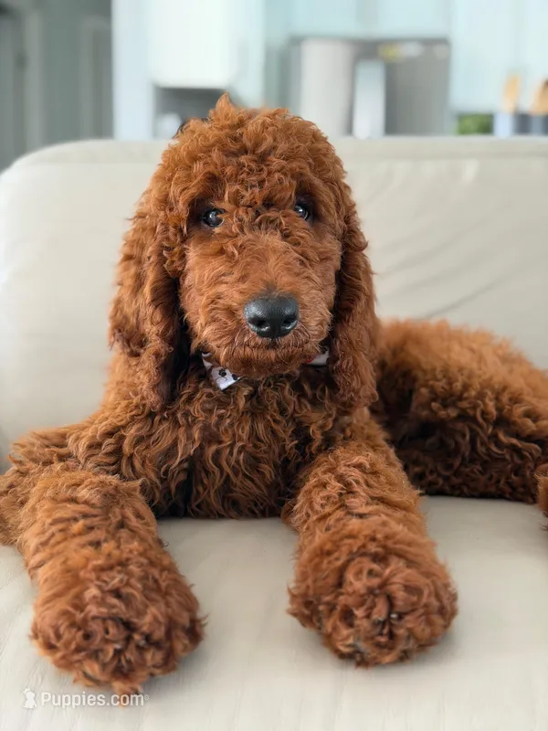 Graham- F1b Standard  – Goldendoodle puppy for sale in Frostproof, FL