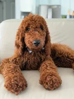 Graham- F1b Standard , a male Goldendoodle for sale in Frostproof, FL – 1 of 10