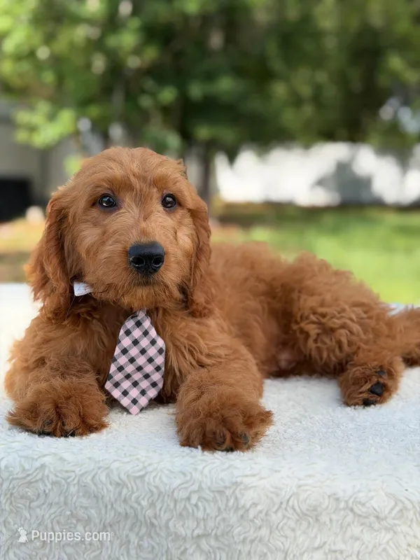 Ace- F1 mini  – Goldendoodle puppy for sale in Frostproof, FL