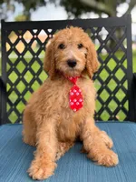 Shiloh- F1b Standard , a male Goldendoodle for sale in Frostproof, FL – 5 of 10