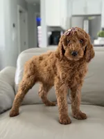 Vienna- F1b standard , a female Goldendoodle for sale in Frostproof, FL – 6 of 10