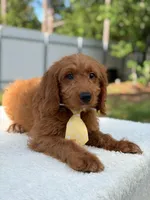 Aspen- F1 mini , a male Goldendoodle for sale in Frostproof, FL – 6 of 10