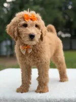 Ruby- F1b Medium , a female Goldendoodle for sale in Frostproof, FL – 3 of 9