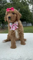 Tilly- F1b Mini , a female Goldendoodle for sale in Frostproof, FL – 3 of 10