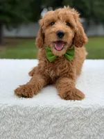 Ranger- F1b Medium , a male Goldendoodle for sale in Frostproof, FL – 4 of 9