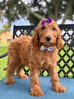 Savannah- F1b Standard , a female Goldendoodle for sale in Frostproof, FL – 8 of 10