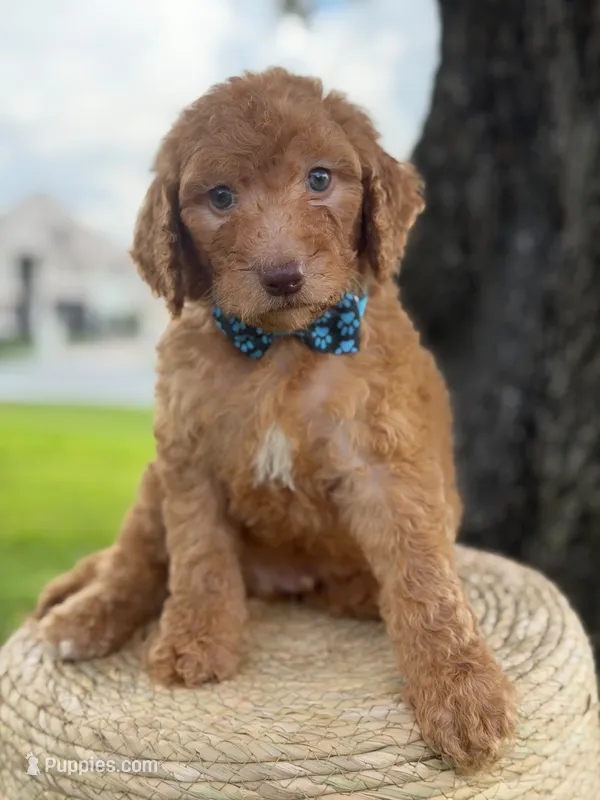 Solomon- F1b Standard  – Goldendoodle puppy for sale in Frostproof, FL