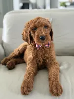 Rome- F1b Standard , a male Goldendoodle for sale in Frostproof, FL – 8 of 10