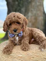 Luigi- F1b Toy, a male Goldendoodle for sale in Frostproof, FL – 9 of 10