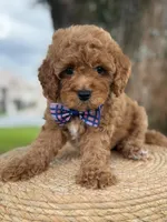 Minion- F1b Toy, a male Goldendoodle for sale in Frostproof, FL – 7 of 10
