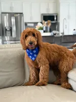 Weston- F1b Medium, a male Goldendoodle for sale in Frostproof, FL – 7 of 10