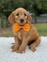 Apollo- F1 mini, a male Goldendoodle for sale in Frostproof, FL – 9 of 10