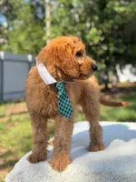 Apollo- F1 mini , a male Goldendoodle for sale in Frostproof, FL – 5 of 10
