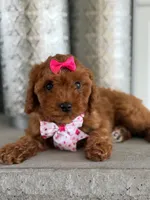 Jasmine- F1b Mini , a female Goldendoodle for sale in Frostproof, FL – 10 of 10