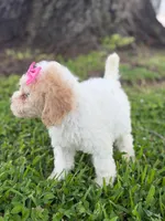 Daisy- F1bb Mini , a female Goldendoodle for sale in Frostproof, FL – 6 of 10