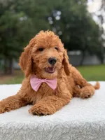 Maverick- F1b Standard , a male Goldendoodle for sale in Frostproof, FL – 9 of 9