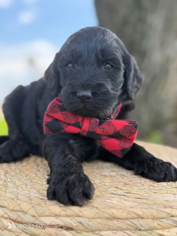 Ames- F1b Standard  – Goldendoodle puppy for sale in Frostproof, FL