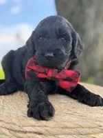 Ames- F1b Standard , a male Goldendoodle for sale in Frostproof, FL – 1 of 10