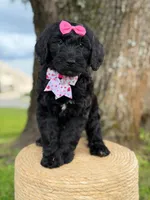 Diamond- F1 Standard, a female Goldendoodle for sale in Frostproof, FL – 6 of 10