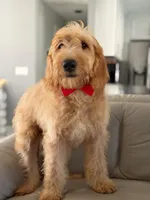 Apollo- F1 mini , a male Goldendoodle for sale in Frostproof, FL – 3 of 10