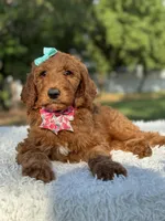 Celeste, a female Goldendoodle for sale in Frostproof, FL – 5 of 10