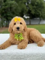 River- F1b Medium , a female Goldendoodle for sale in Frostproof, FL – 5 of 10