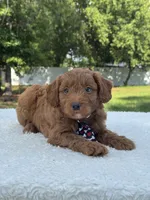 Titan- F1b Mini , a male Goldendoodle for sale in Frostproof, FL – 10 of 10