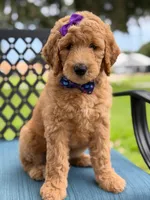Dolly- F1b Medium , a female Goldendoodle for sale in Frostproof, FL – 5 of 10