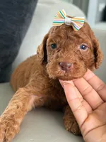Sabrina- F1b Standard , a female Goldendoodle for sale in Frostproof, FL – 7 of 10