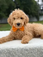 Ryder- F1b Medium , a male Goldendoodle for sale in Frostproof, FL – 7 of 10