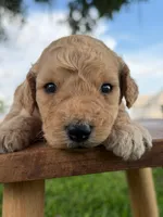 Levi- F1b Medium , a male Goldendoodle for sale in Frostproof, FL – 3 of 10