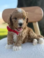 Jaxon- F1bb Toy , a male Goldendoodle for sale in Frostproof, FL – 5 of 10