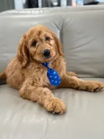 Enzo- F1B Medium, a male Goldendoodle for sale in Frostproof, FL – 1 of 10
