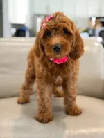 Everly- F1b Medium, a female Goldendoodle for sale in Frostproof, FL – 8 of 10