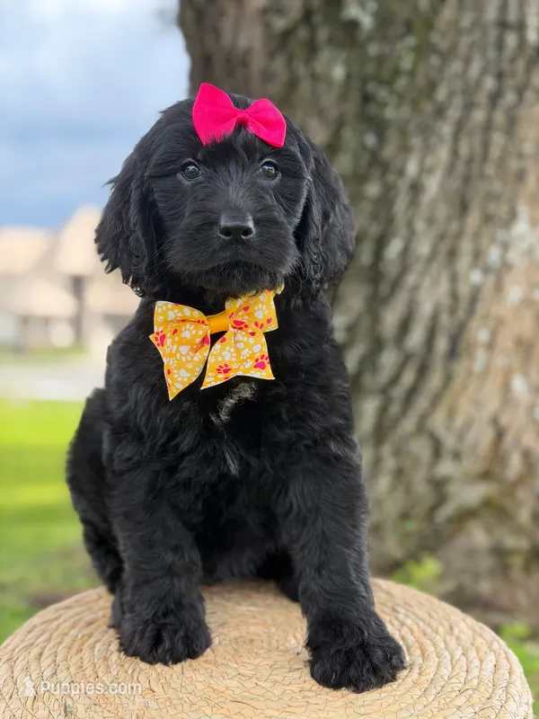 Opal- F1 Standard  – Goldendoodle puppy for sale in Frostproof, FL