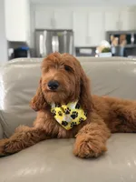 Winston- F1b Medium, a male Goldendoodle for sale in Frostproof, FL – 6 of 9