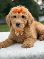 Ruby- F1b Medium , a female Goldendoodle for sale in Frostproof, FL – 5 of 9