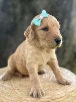 London- F1b Medium , a female Goldendoodle for sale in Frostproof, FL – 10 of 10