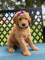Dolly- F1b Medium , a female Goldendoodle for sale in Frostproof, FL – 4 of 10