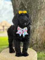 Onyx- F1 Standard , a female Goldendoodle for sale in Frostproof, FL – 5 of 10