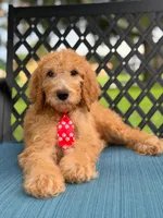 Shiloh- F1b Standard , a male Goldendoodle for sale in Frostproof, FL – 10 of 10