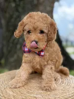 Mario- F1b Toy , a male Goldendoodle for sale in Frostproof, FL – 10 of 10