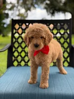 Pickles- F1b Medium , a male Goldendoodle for sale in Frostproof, FL – 6 of 10