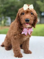 Tiana- F1b Mini , a female Goldendoodle for sale in Frostproof, FL – 4 of 10