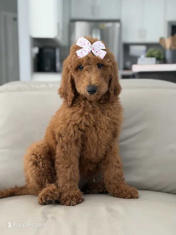 Grace-F1b standard  – Goldendoodle puppy for sale in Frostproof, FL