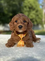 Teddy- F1b Mini , a male Goldendoodle for sale in Frostproof, FL – 2 of 10