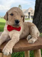 Levi- F1b Medium , a male Goldendoodle for sale in Frostproof, FL – 4 of 10