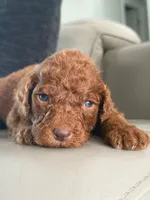 Samson- F1b Standard , a male Goldendoodle for sale in Frostproof, FL – 9 of 10